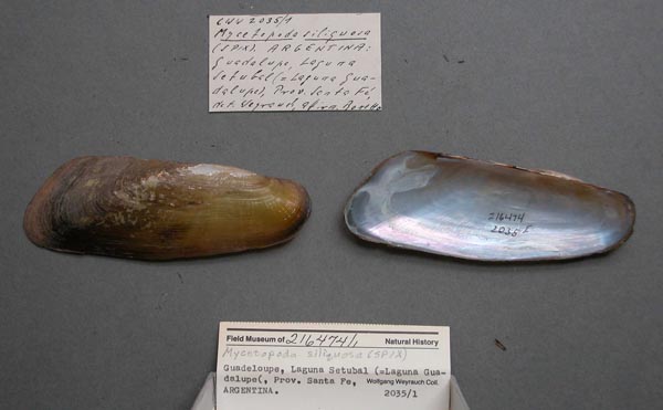 specimen