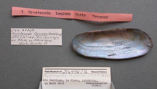 specimen