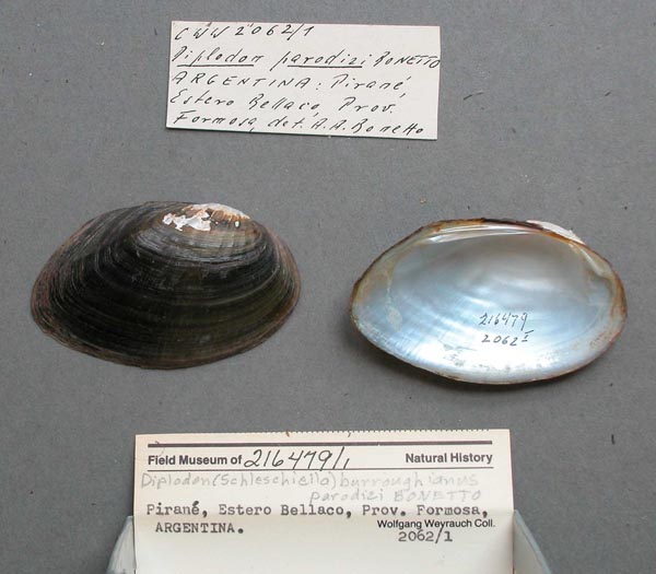 specimen