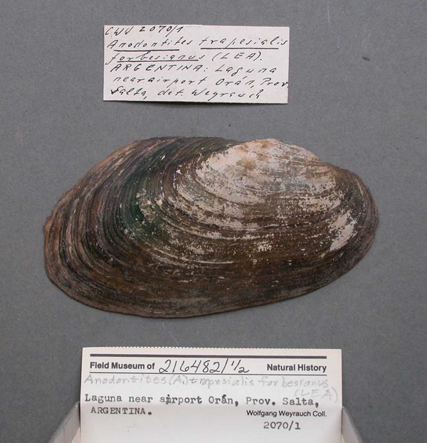 specimen