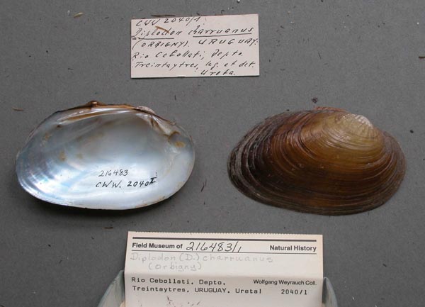 specimen