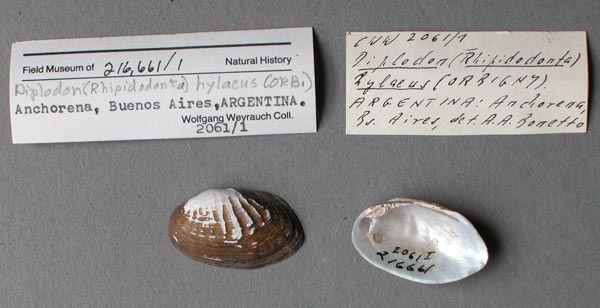 specimen