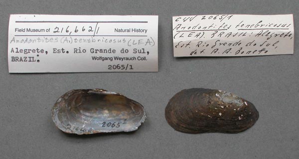 specimen