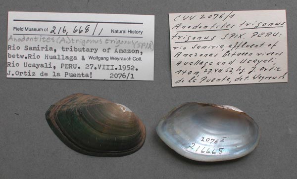 specimen