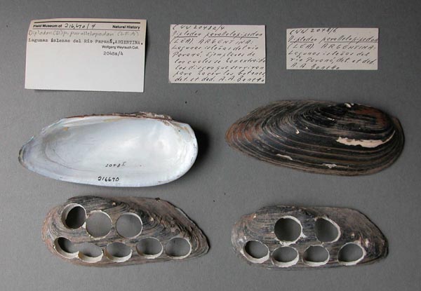 specimen