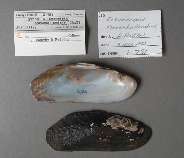 specimen