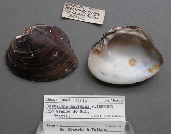 specimen