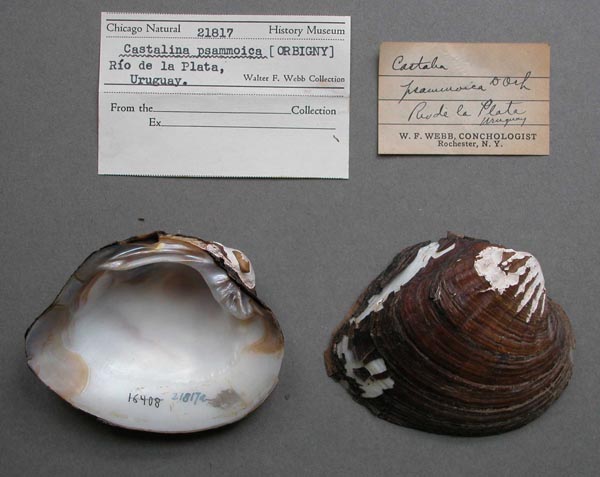 specimen