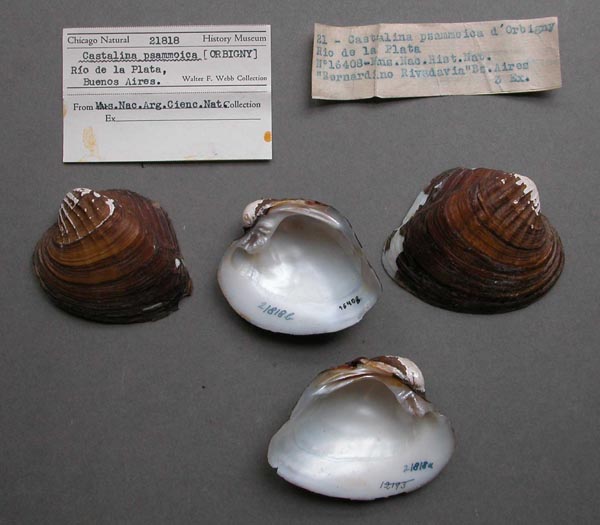 specimen