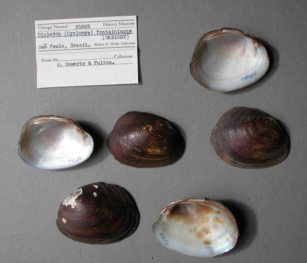specimen