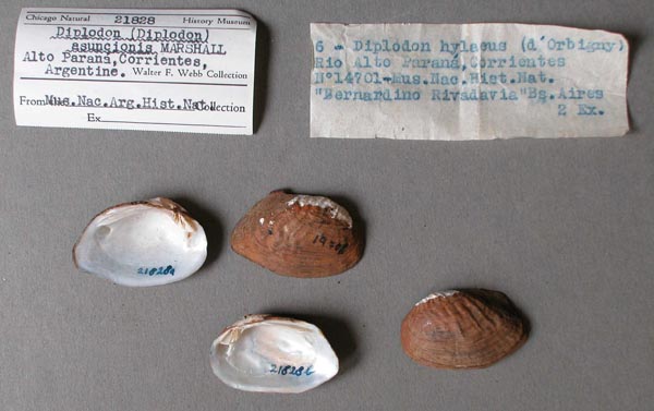 specimen
