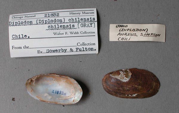 specimen