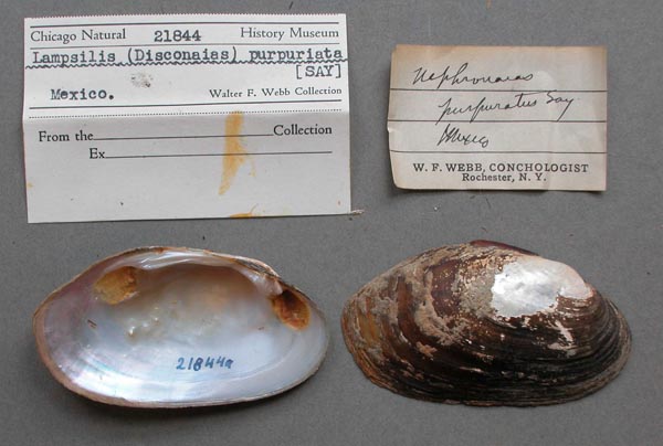specimen