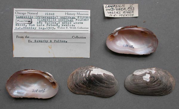 specimen