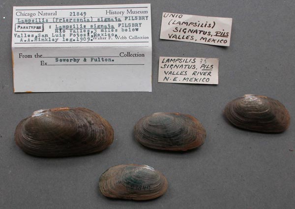 specimen