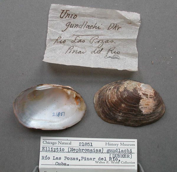 specimen