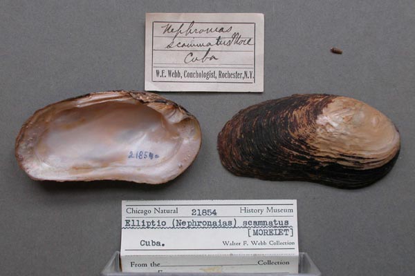 specimen