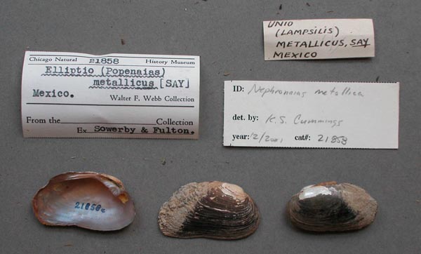 specimen