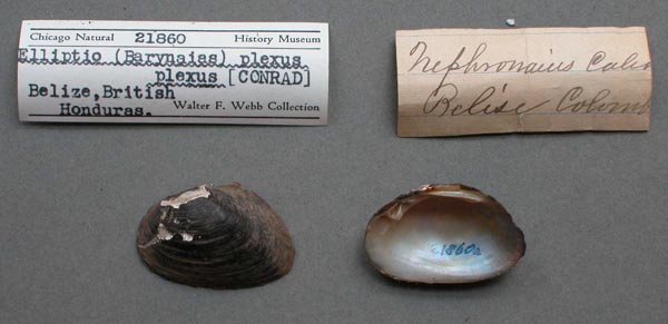 specimen