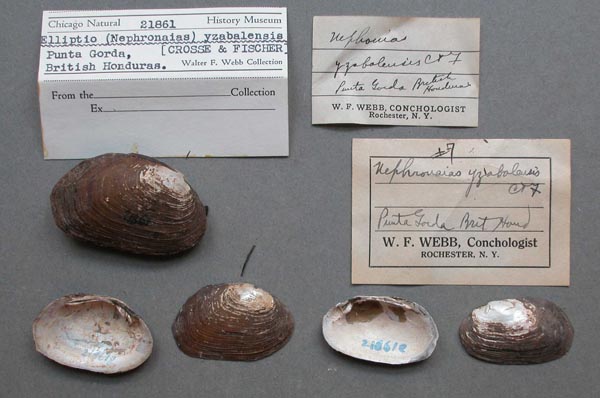 specimen