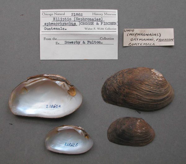 specimen