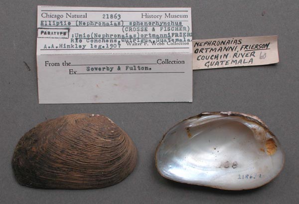 specimen