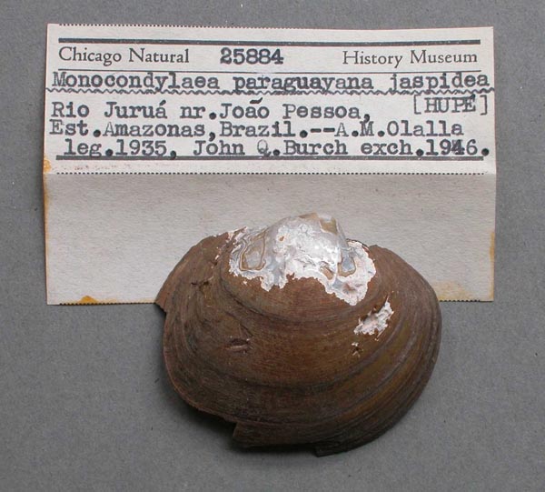specimen