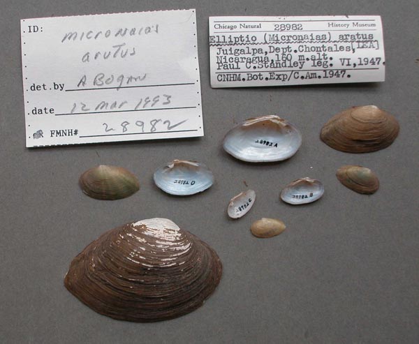 specimen