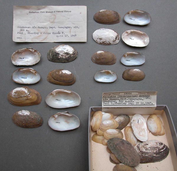 specimen