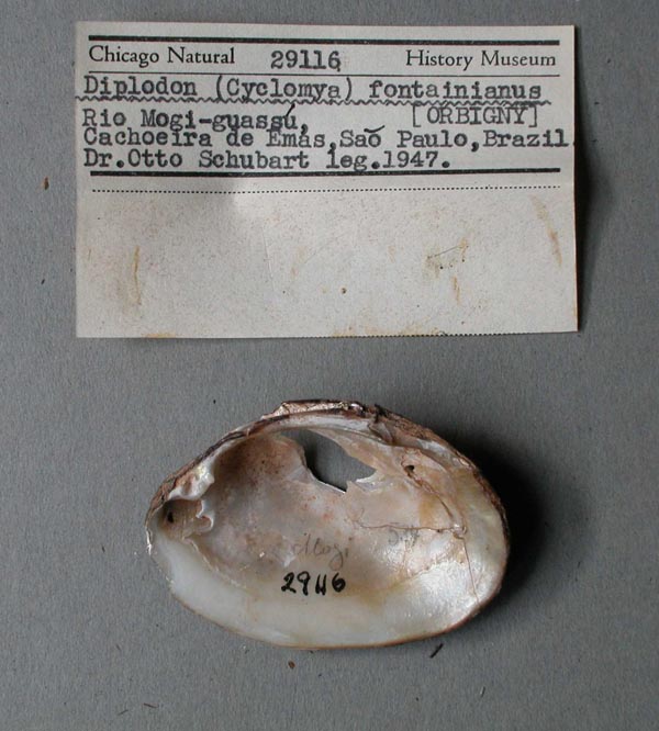 specimen