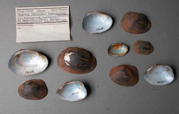 specimen