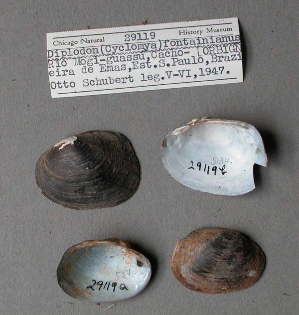 specimen