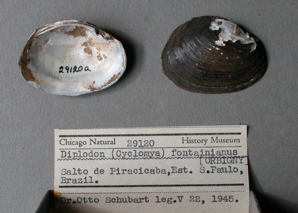 specimen