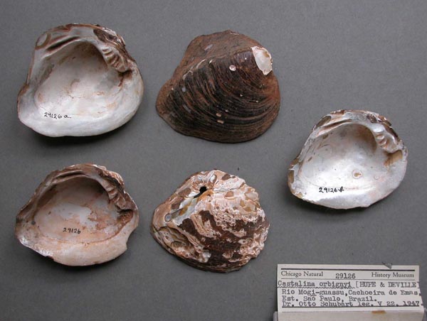 specimen