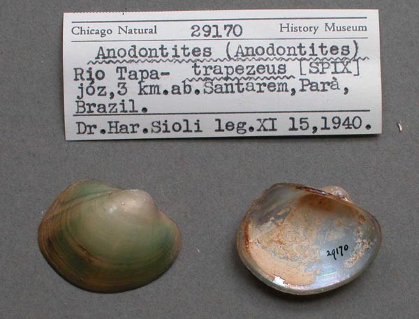 image of lot FMNH_29170 image of lot FMNH_29170