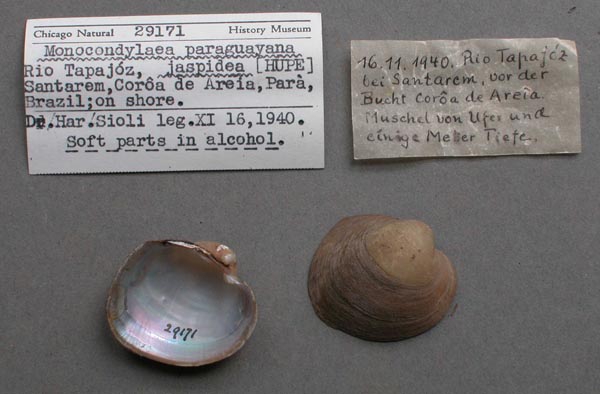 specimen
