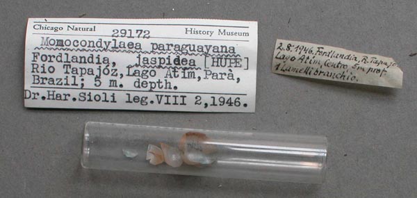 specimen