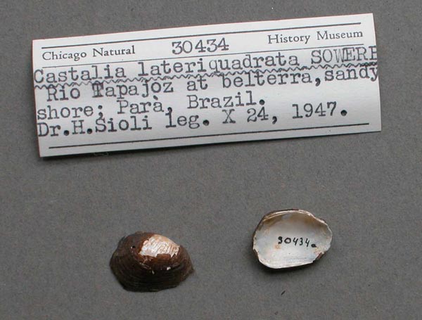 specimen
