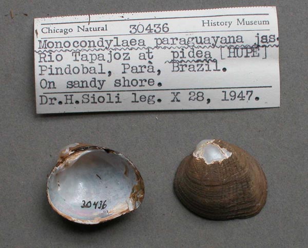 specimen