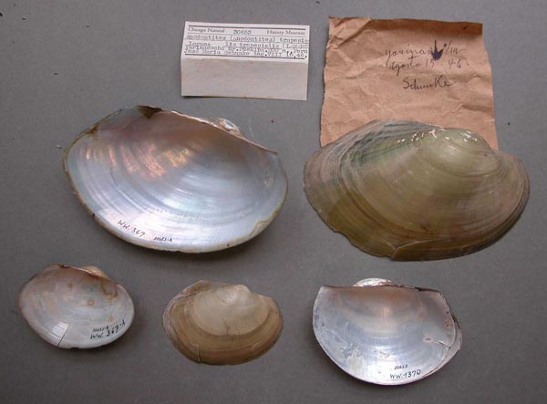 specimen