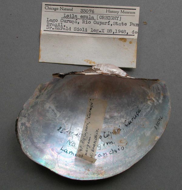 specimen