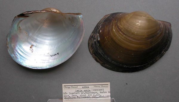 specimen