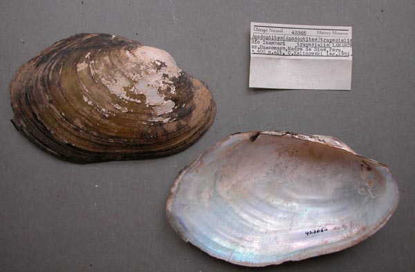 specimen