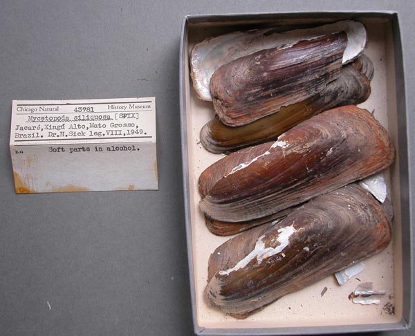 specimen