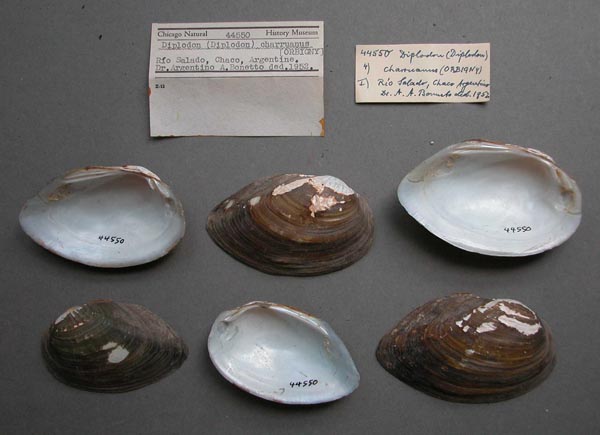 specimen