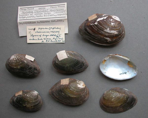 image of lot FMNH_44556 image of lot FMNH_44556