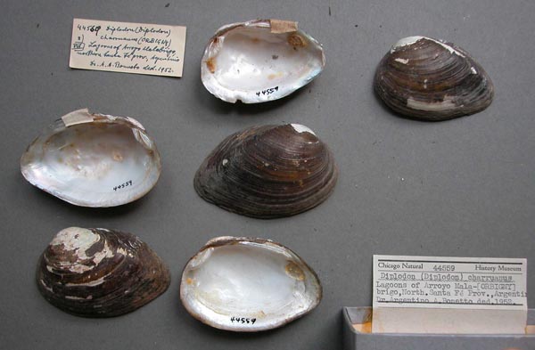 image of lot FMNH_44559 image of lot FMNH_44559