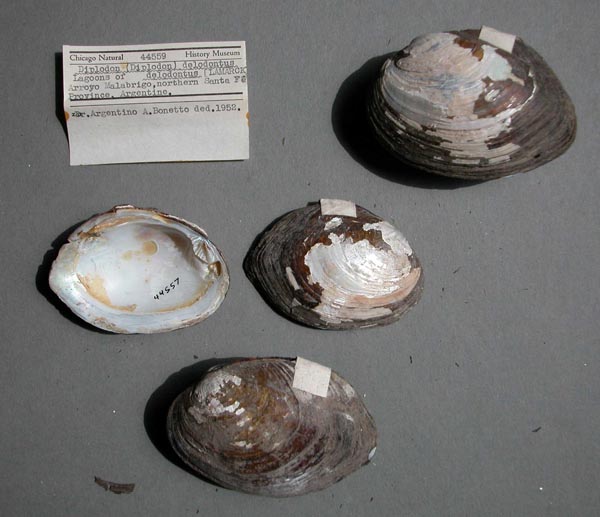 image of lot FMNH_44559 image of lot FMNH_44559