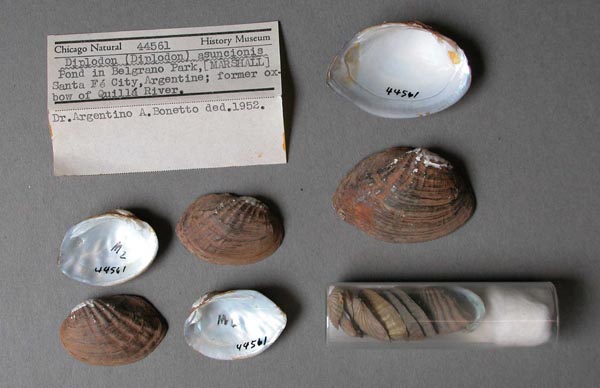 specimen