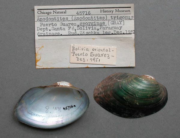 specimen